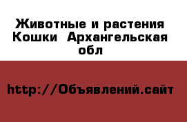 Животные и растения Кошки. Архангельская обл.